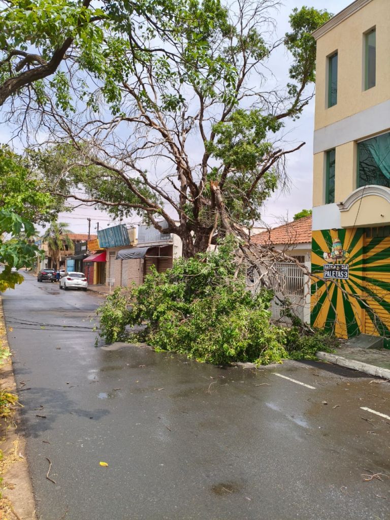 Funcionários removem árvore caída após vendaval em Araçatuba.