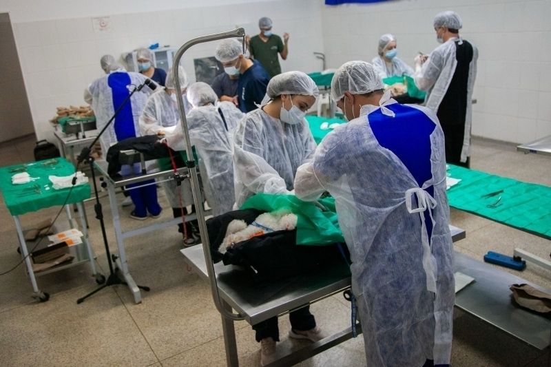 3º Mutirão de Castração e Chipagem ocorre em Andradina