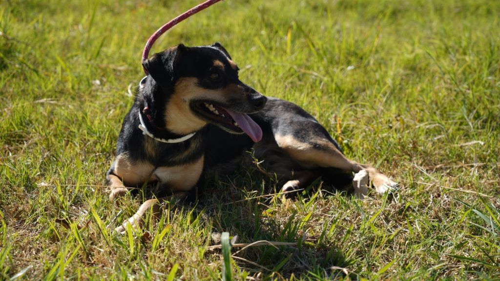 Cães e gatos aguardam adoção na feira do Super Muffato em Araçatuba.