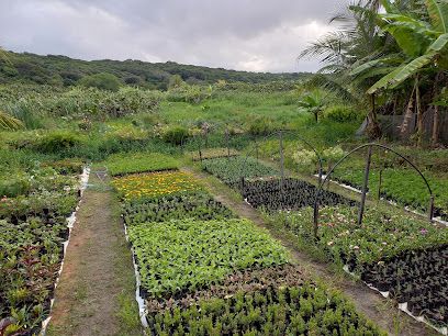 Encanto do Gerânio