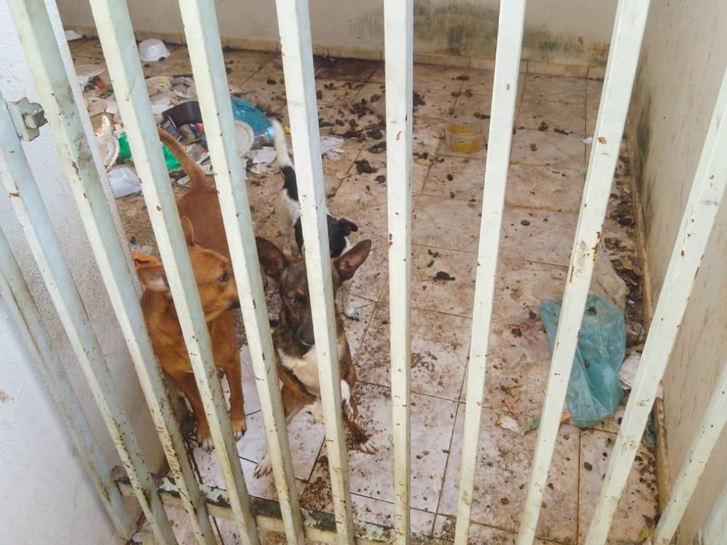Cães em Abandono são Resgatados no Jardim América, Araçatuba