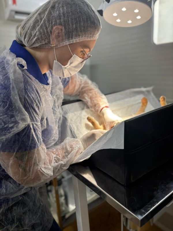 Castramóvel de Andradina inicia castrações gratuitas de gatos em assentamentos rurais