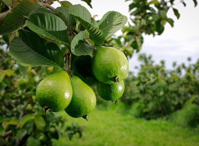 Curso Gratuito de Fruticultura Básica com Inscrições Abertas