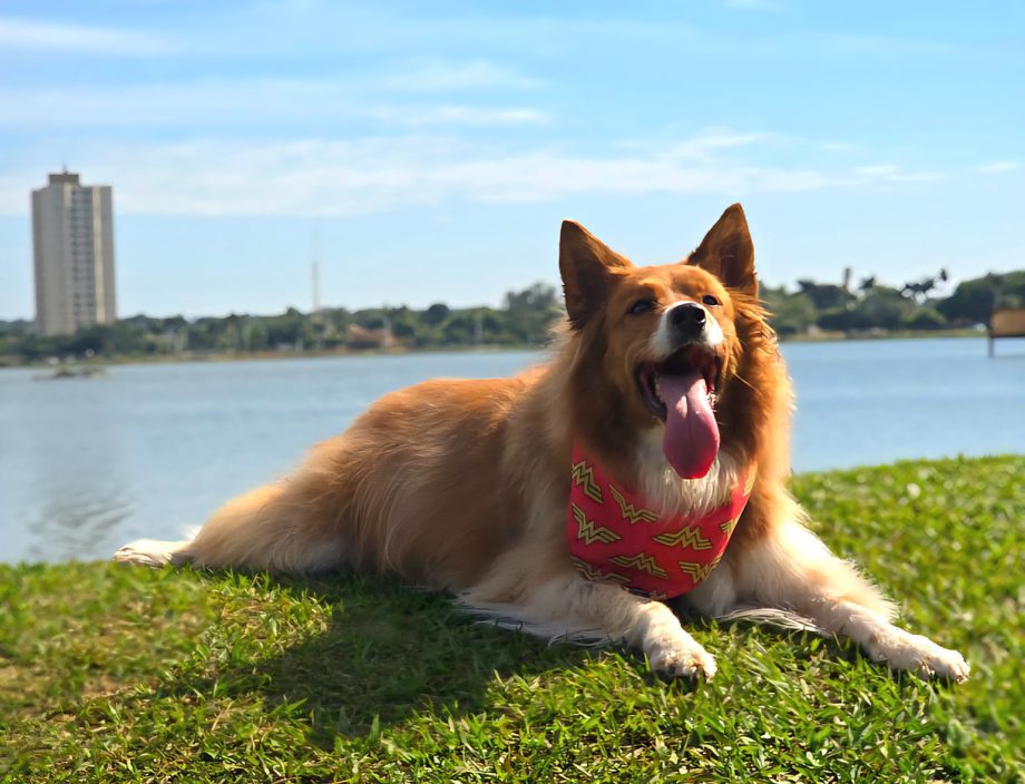 Evento "A Rua é Nossa" terá Pet Day na Lagoa Maior