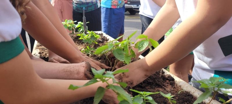 Comemorações da Semana da Árvore em Dracena destacam sustentabilidade