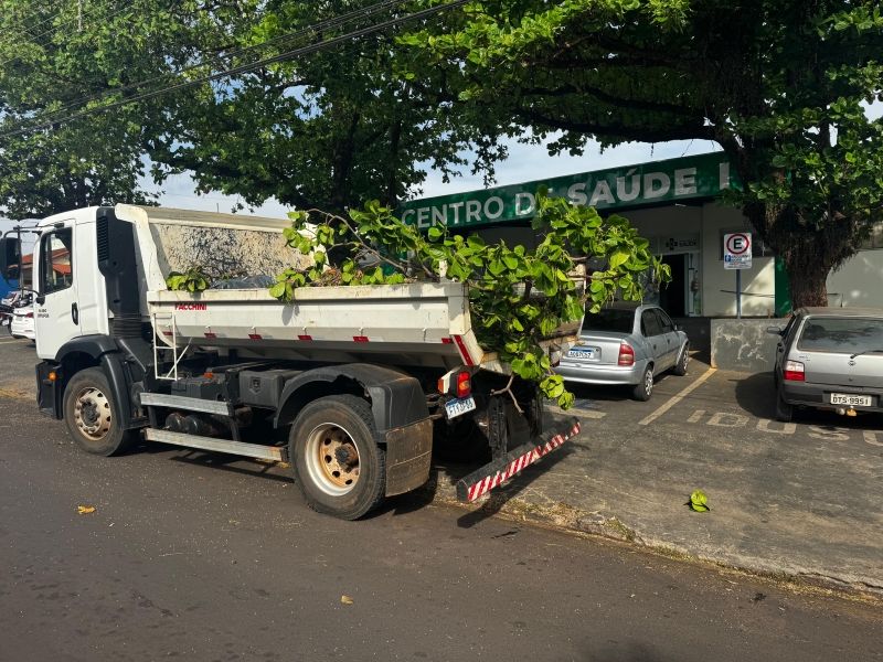 Temporal em Dracena causa queda de árvores e danos