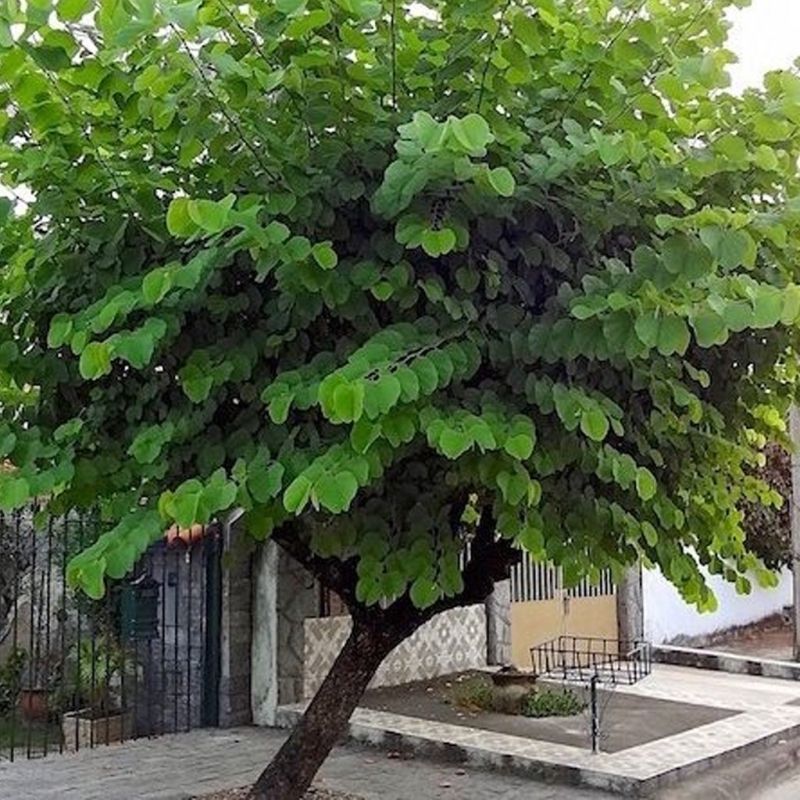 Plantio gratuito de árvores em Andradina impulsiona áreas verdes
