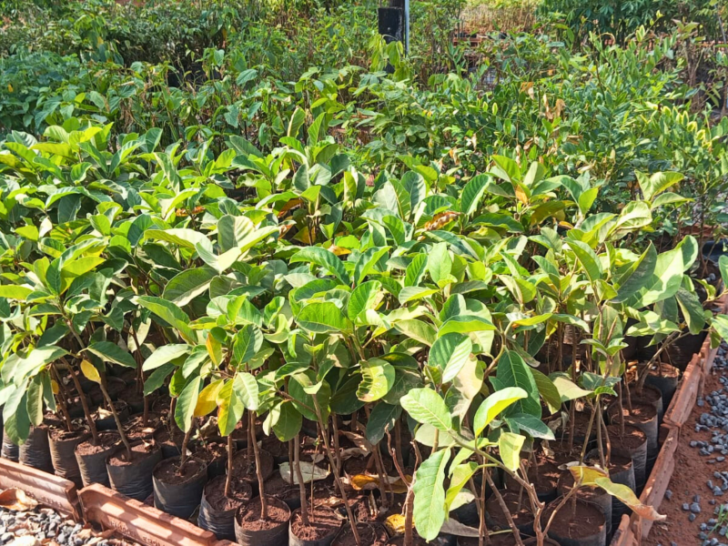 Semana da Árvore em Dracena promove atividades educativas