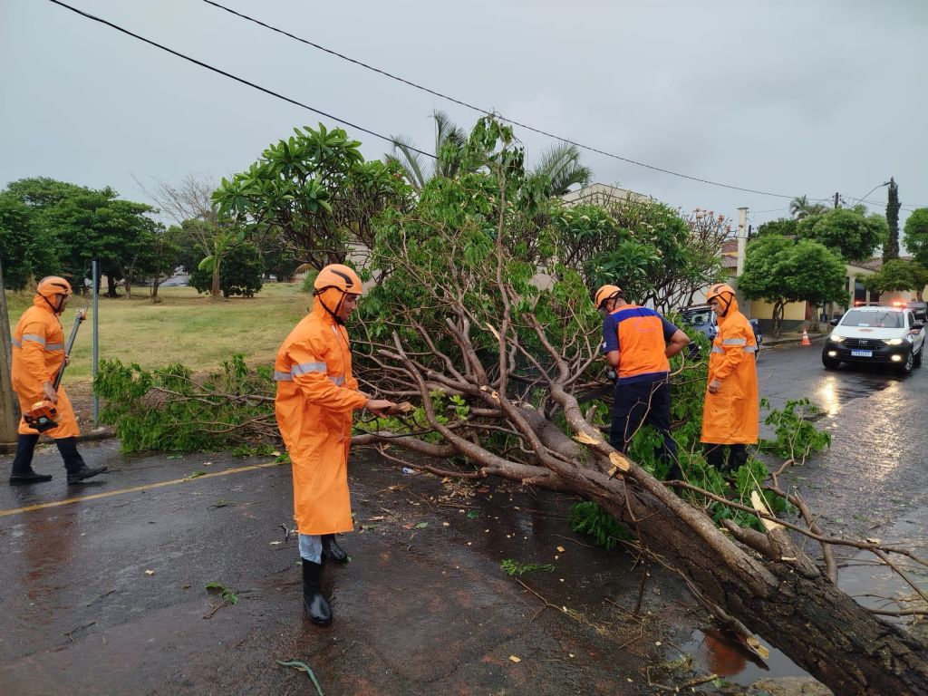 Vendaval em Araçatuba: Prefeitura remove árvores caídas