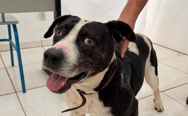 Cresce o número de atropelamentos de animais em Andradina e a falta de socorro preocupa autoridades