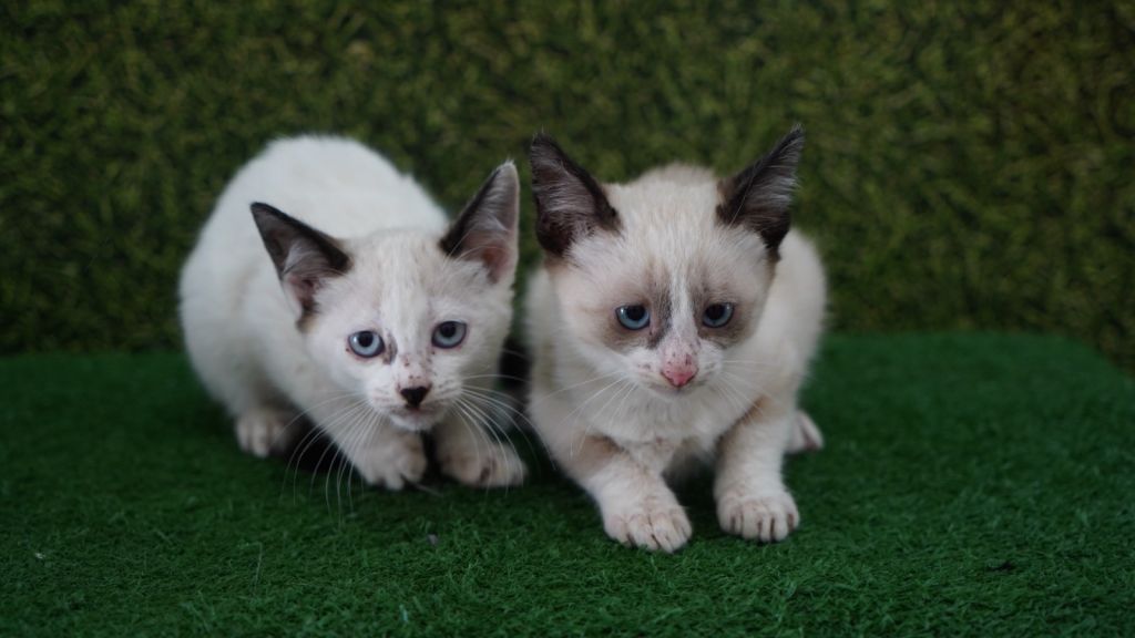 Cães e gatos disponíveis para adoção na feira de Araçatuba, Super Muffato.