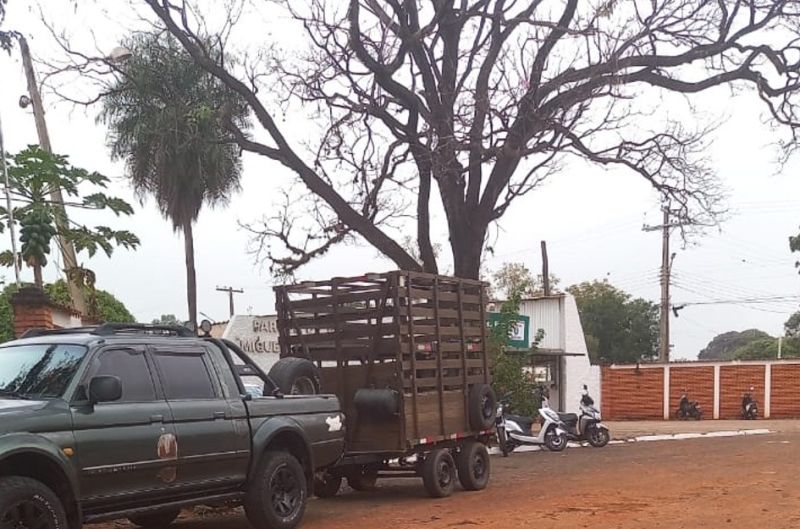 Prefeitura de Andradina reforça ações de recolhimento de animais soltos em áreas urbanas