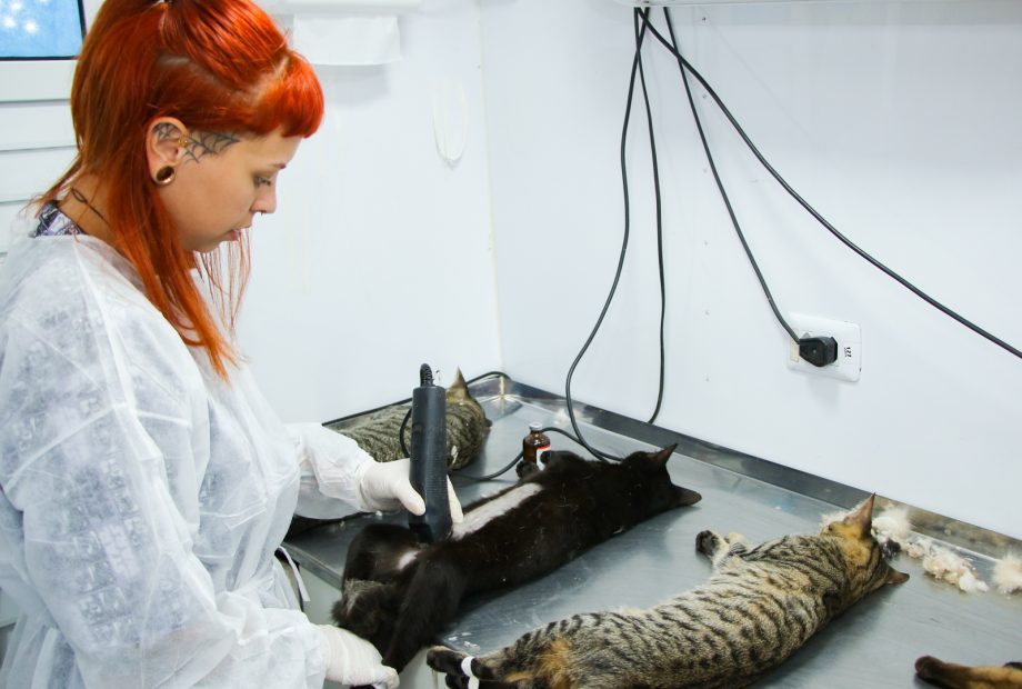 Caravana da Castração em Três Lagoas oferece 1.100 vagas