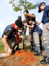 Plantio de mudas de ipê no Bairro Sylvio José Venturolli, Araçatuba.