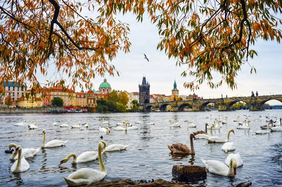 Charles Bridge at dawn reflected in the waters of the Vltava river