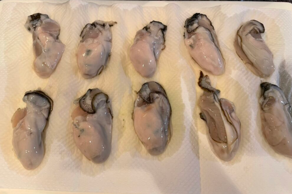 Oysters