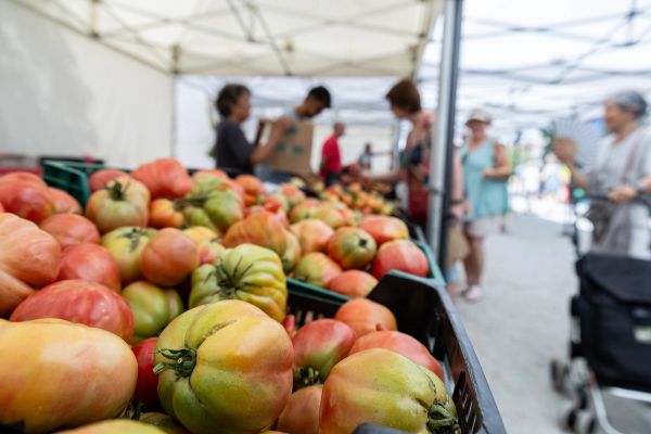 Unes 2.600 persones visiten la Fira del Tomàquet, que ven 1.160 kg de tomàquets durant el cap de setmana