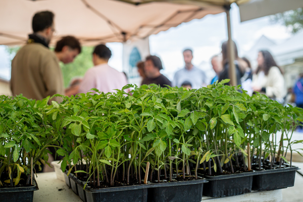 Ja es poden fer les comandes de planter de varietats locals de tomaqueres