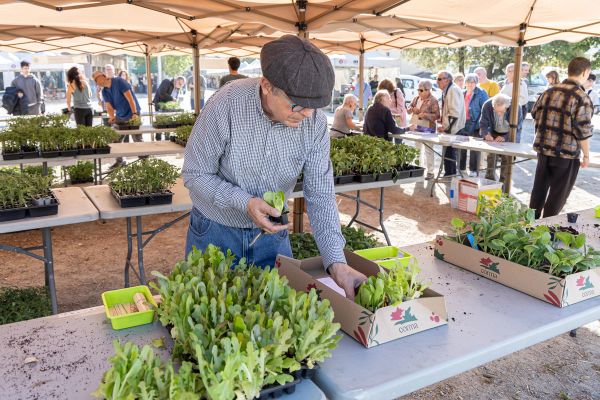 La 16a edició del Lliga't a la Terra ven 23.000 unitats de planter de tomaqueres
