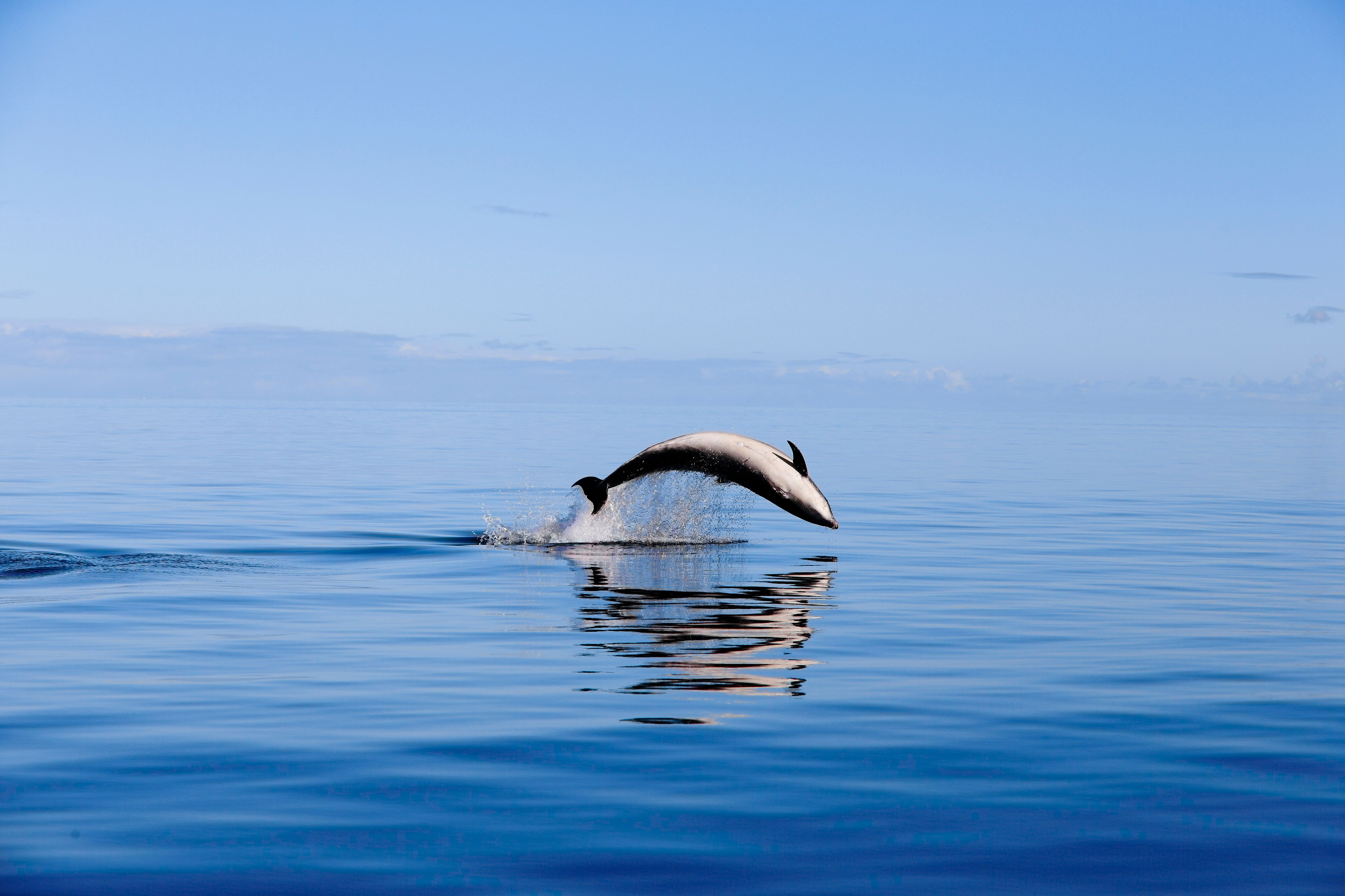 Whale and Dolphin2