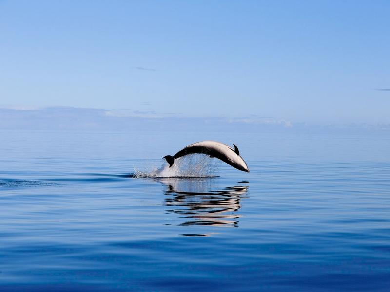 Whale and Dolphin2