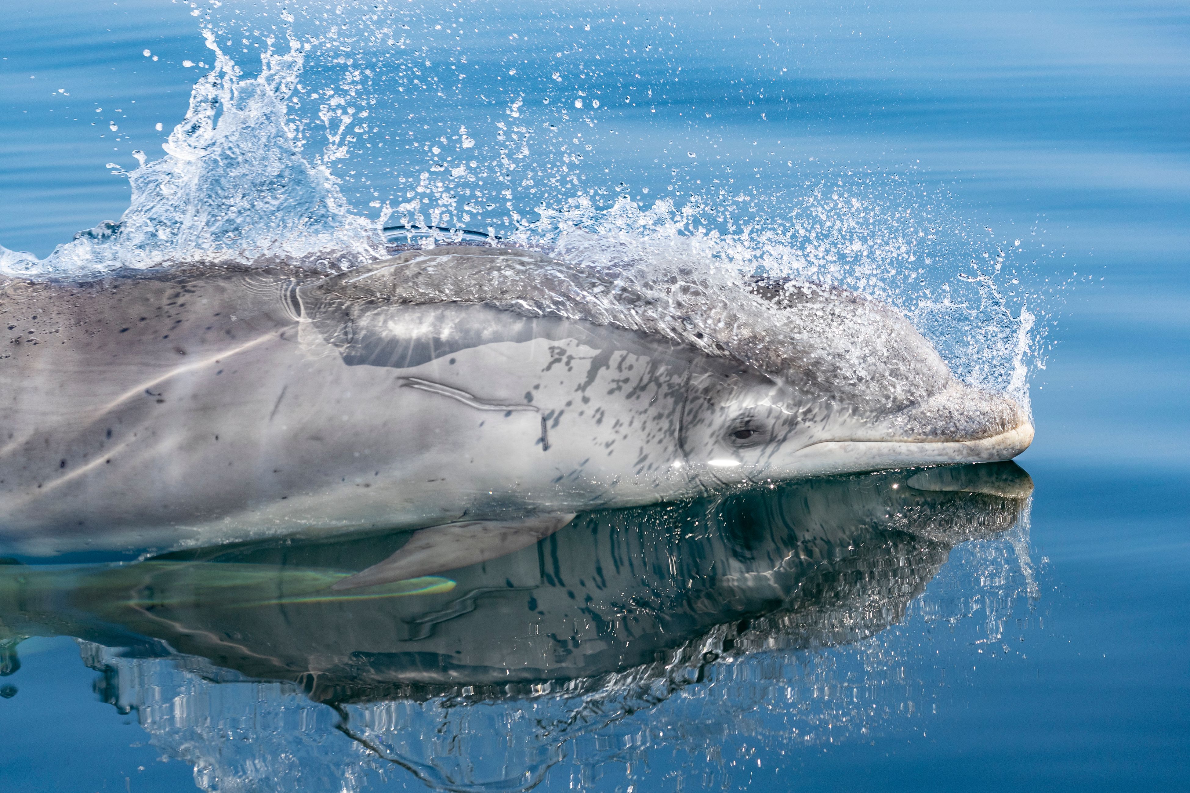 Whale and Dolphin1