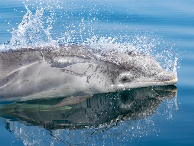 Whale and Dolphin1