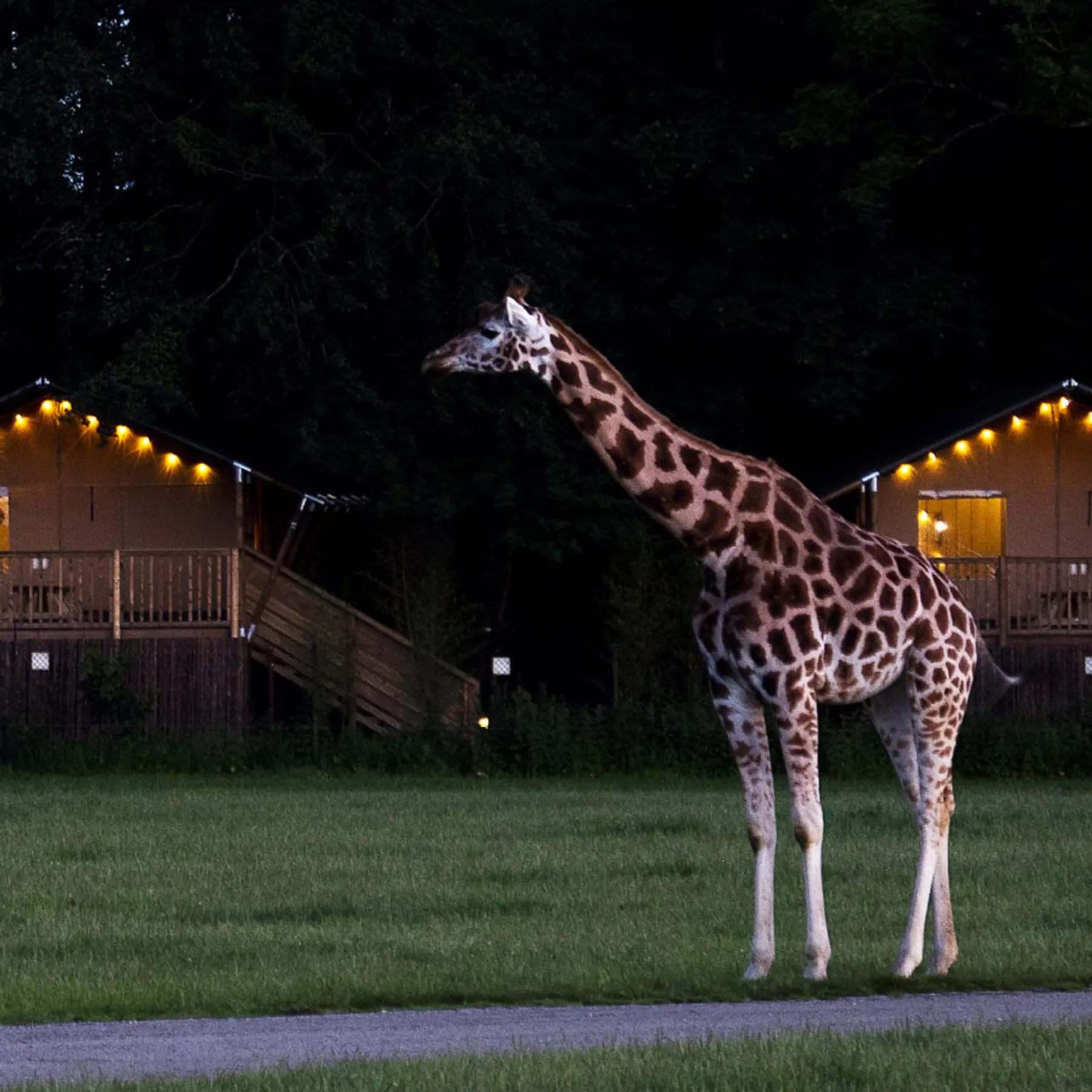 Giraffe in front of tents