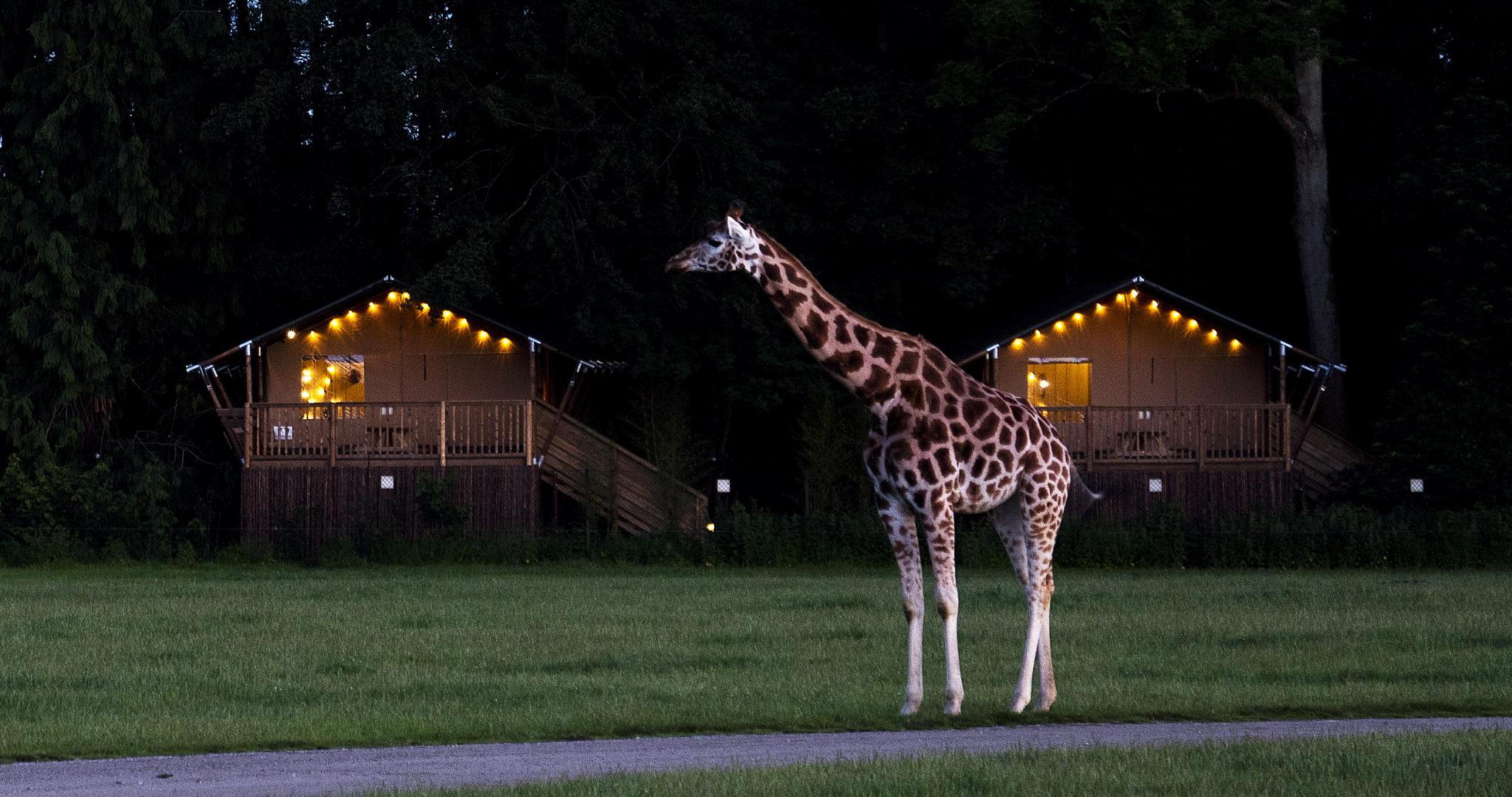 Giraffe in front of tents