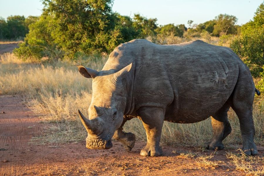 Eswatini Rhino