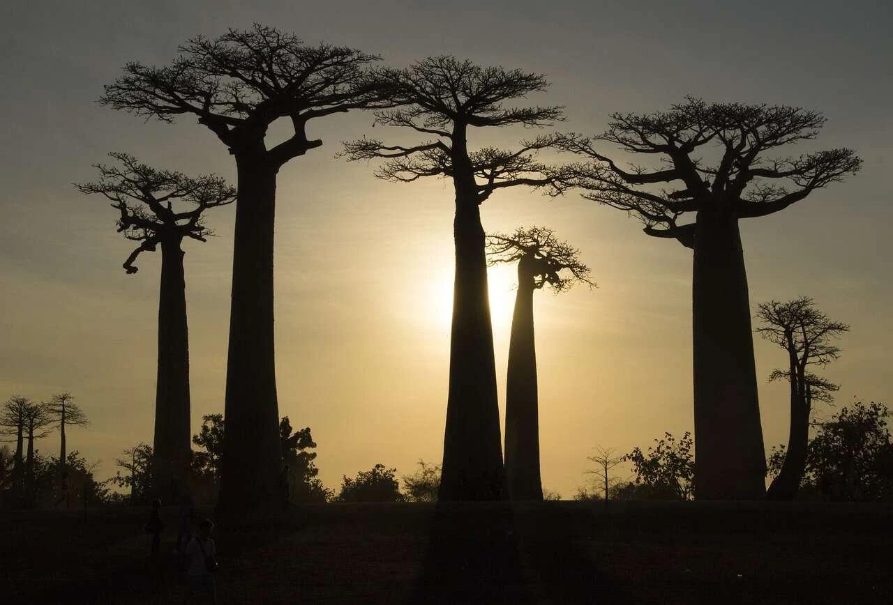 Baobabs