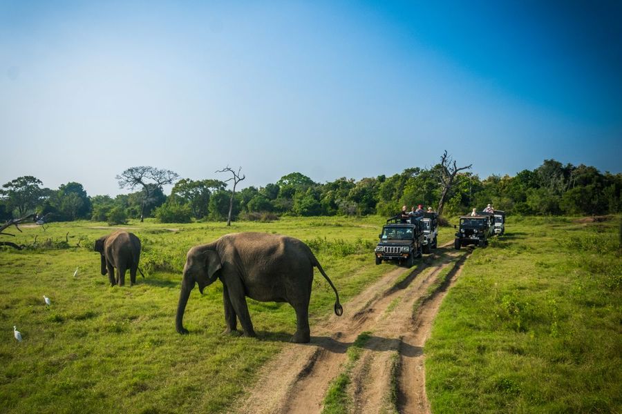 Wilpattu safari