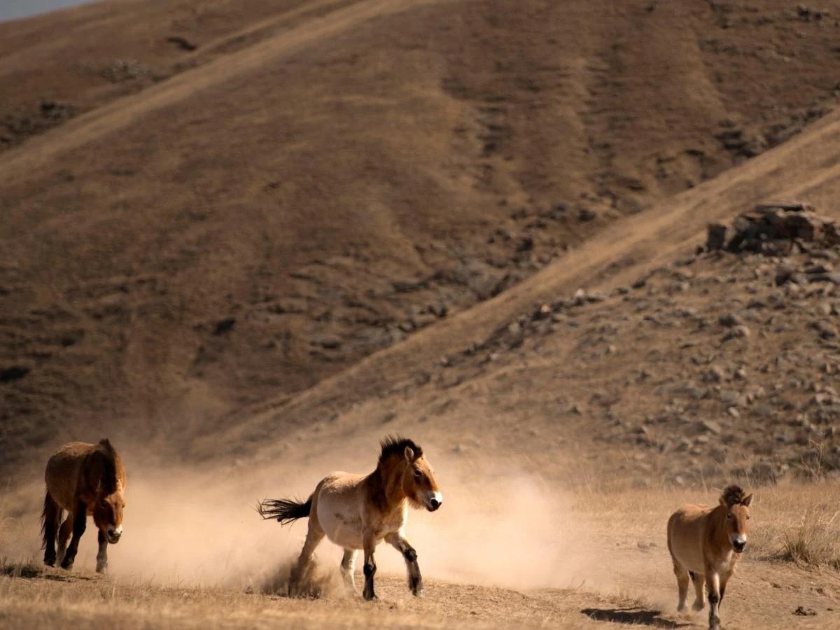 mongolia-hustai-national-park-wild-horse