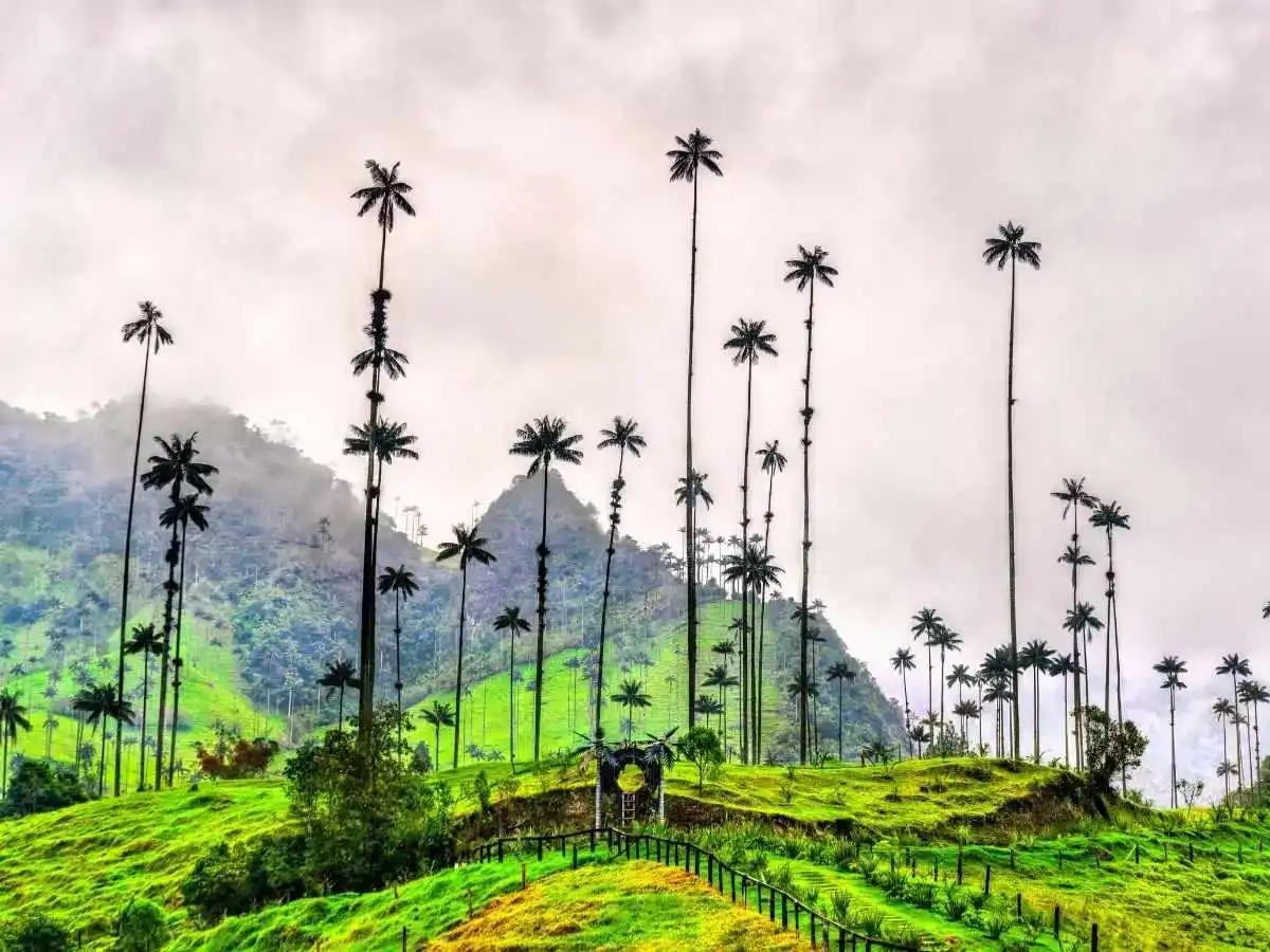 Cocora Valley and Its Towering Wax Palms
