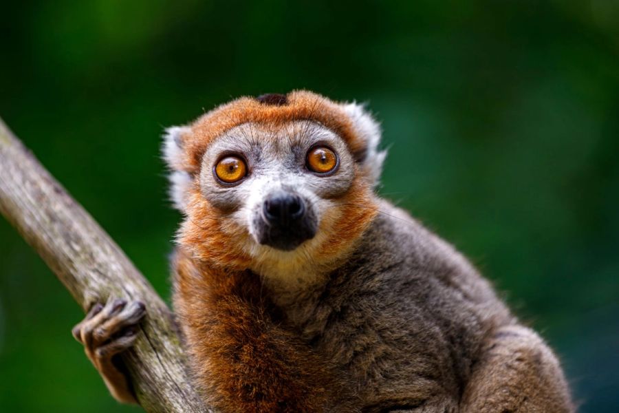 Portrait of female crowned lemur, Eulemur coronatus 