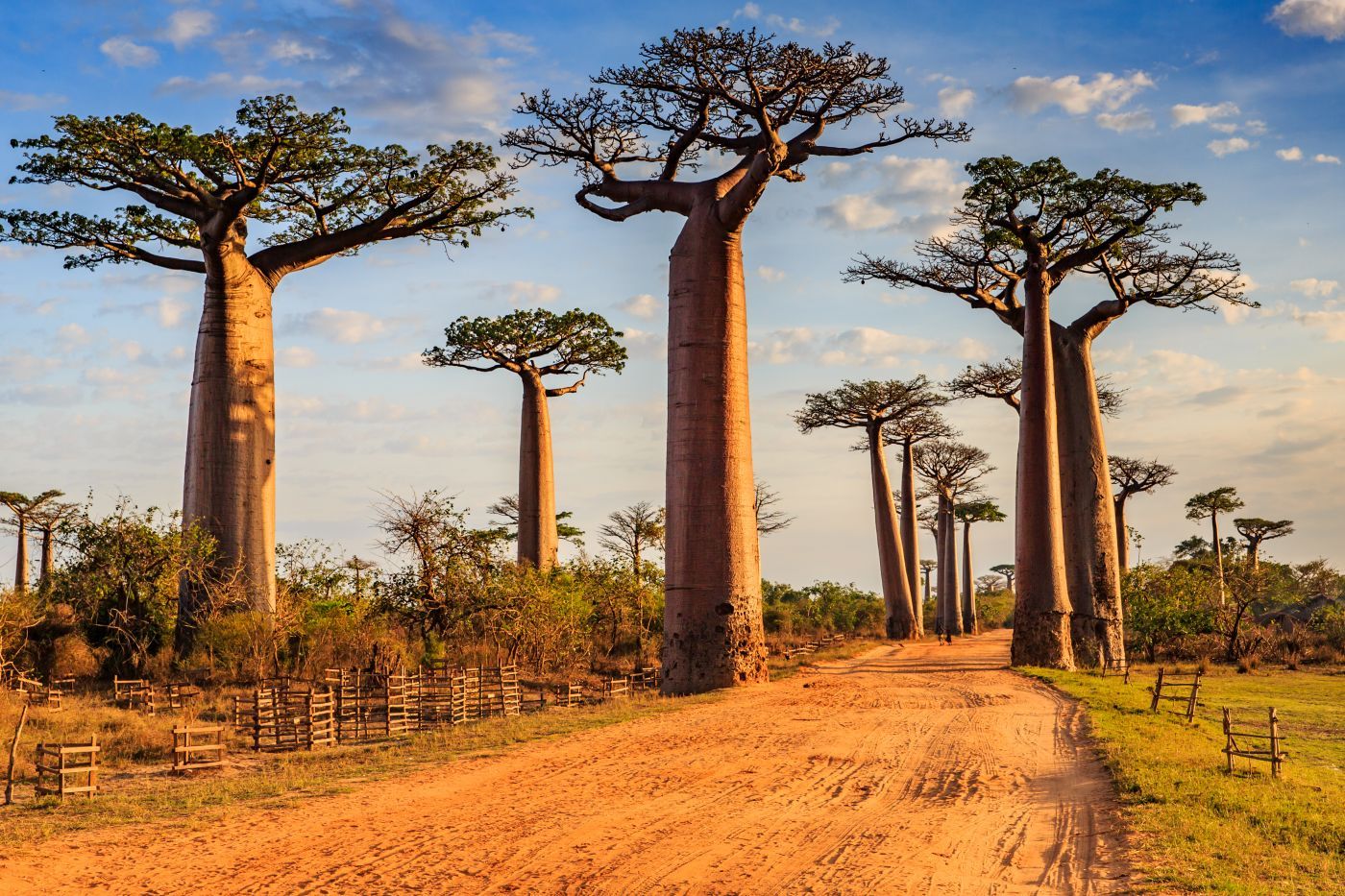 Madagascar Tailormade – Rainforests, Pangalanes & Baobabs