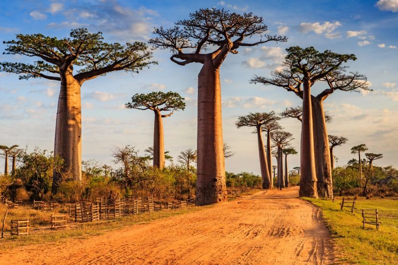 Madagascar Tailormade – Rainforests, Pangalanes & Baobabs
