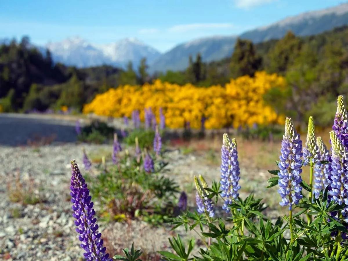 spring-wildflowers-patagonia