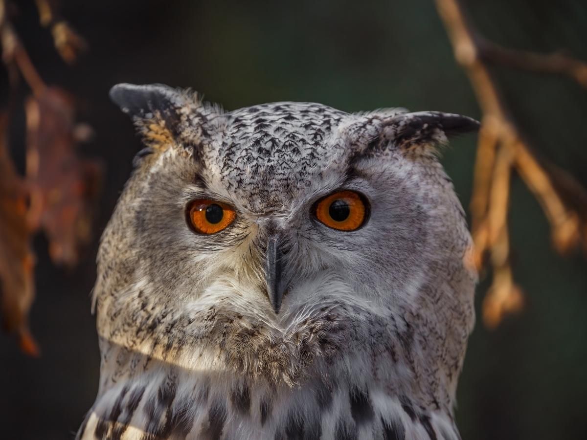 Hustai's exceptional birdlife
