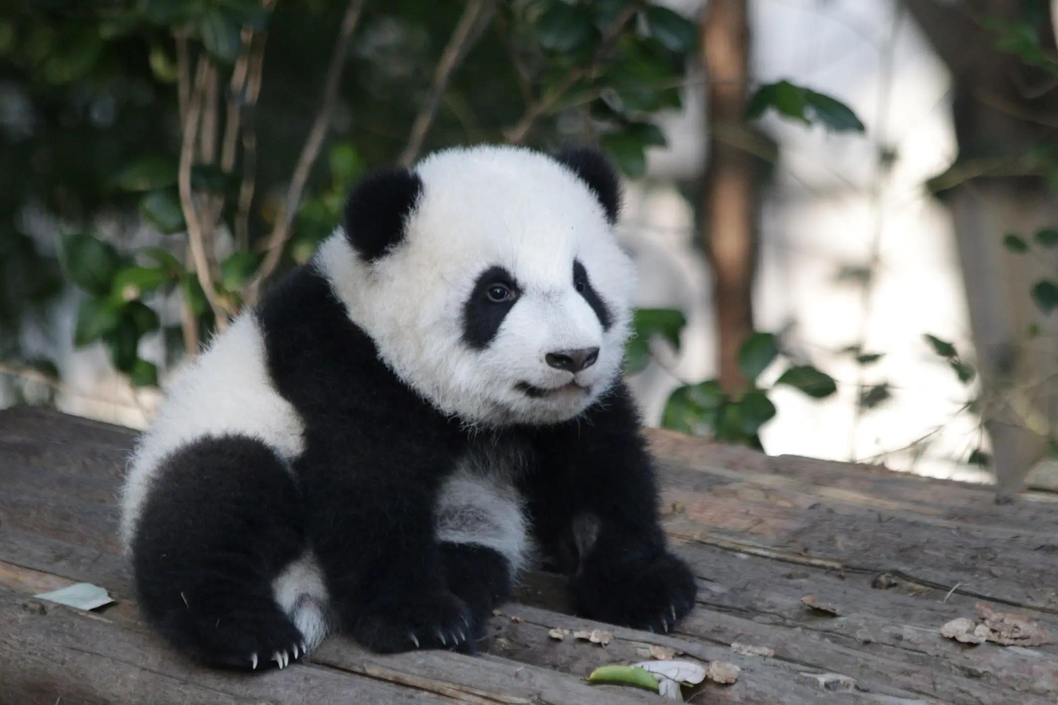 Chengdu-Panda