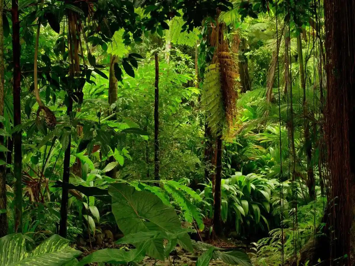 Iwokrama Rainforest