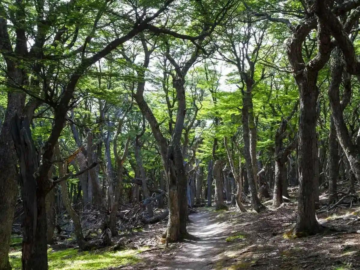 Patagonian Andes forest.