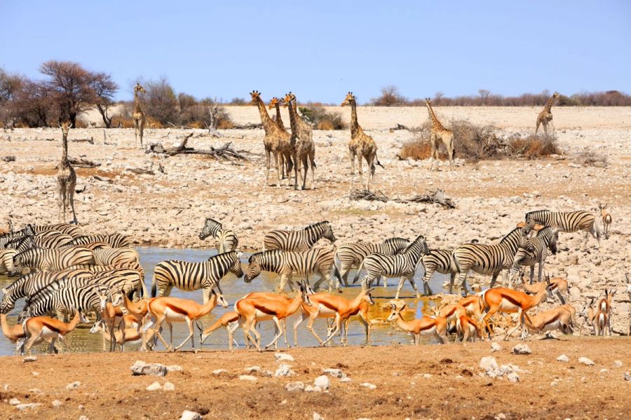 Etosha 