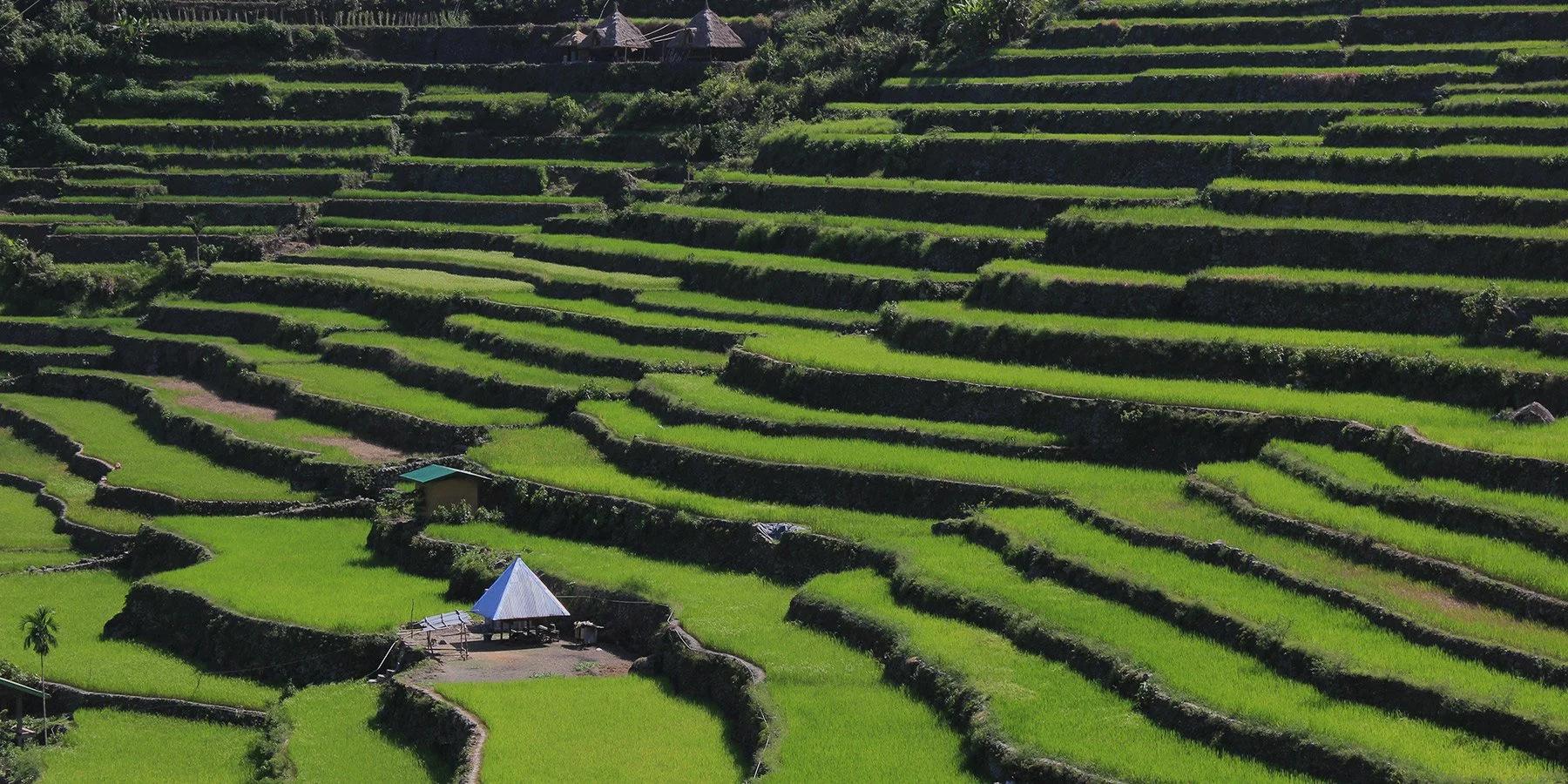 Philippines – Emerald Terraces of the Cordillera