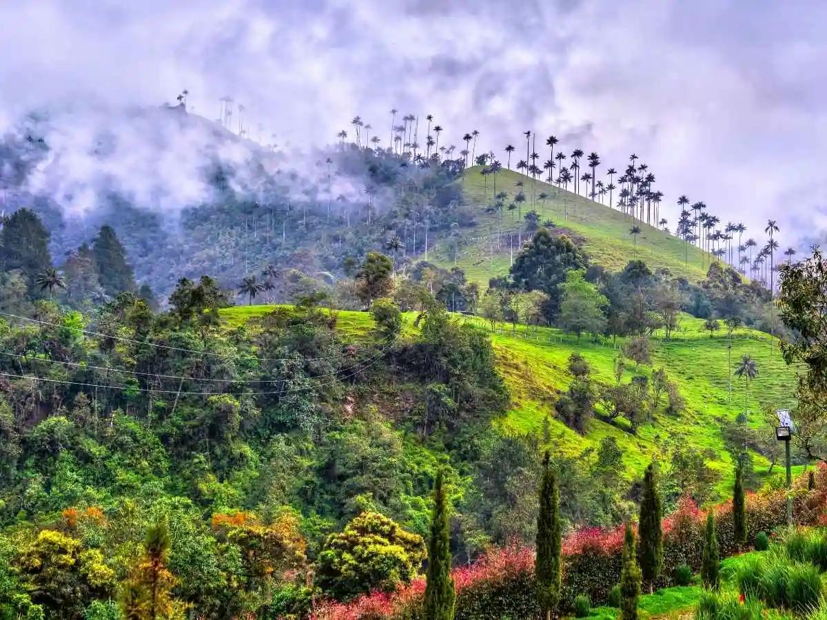 The Coffee Region: Colombia’s Green Heart