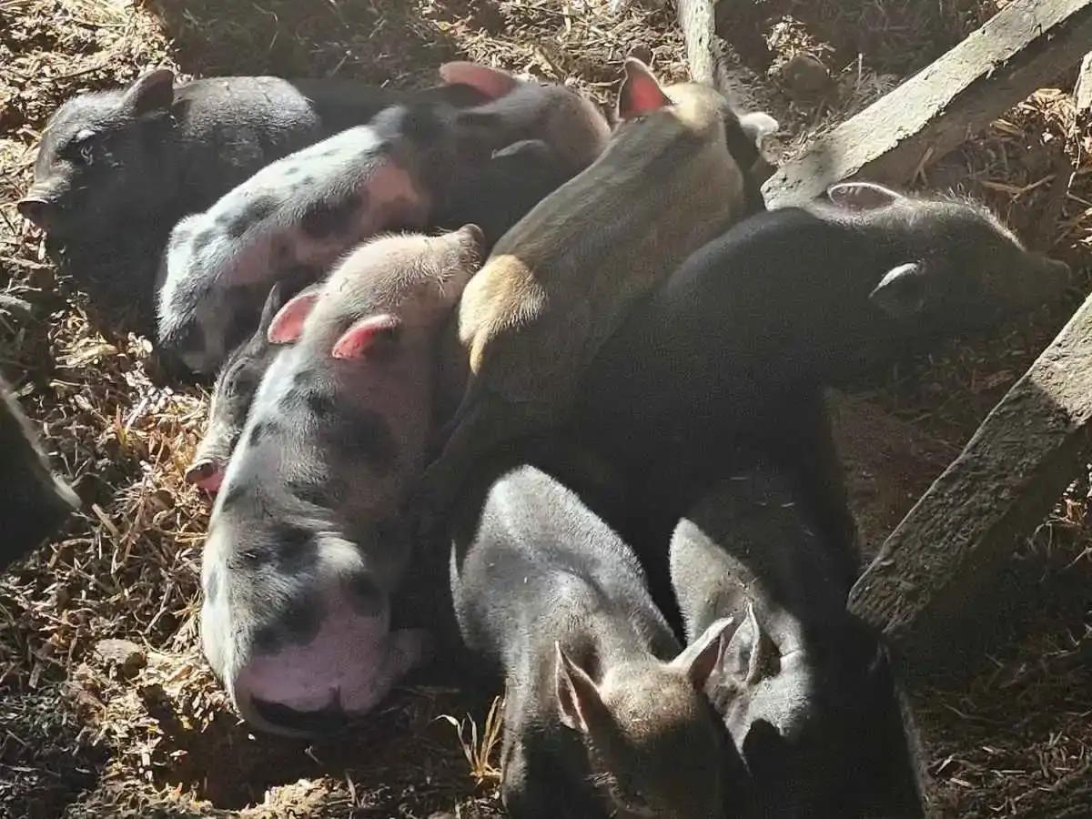 Overnight Stay on a Working Farm