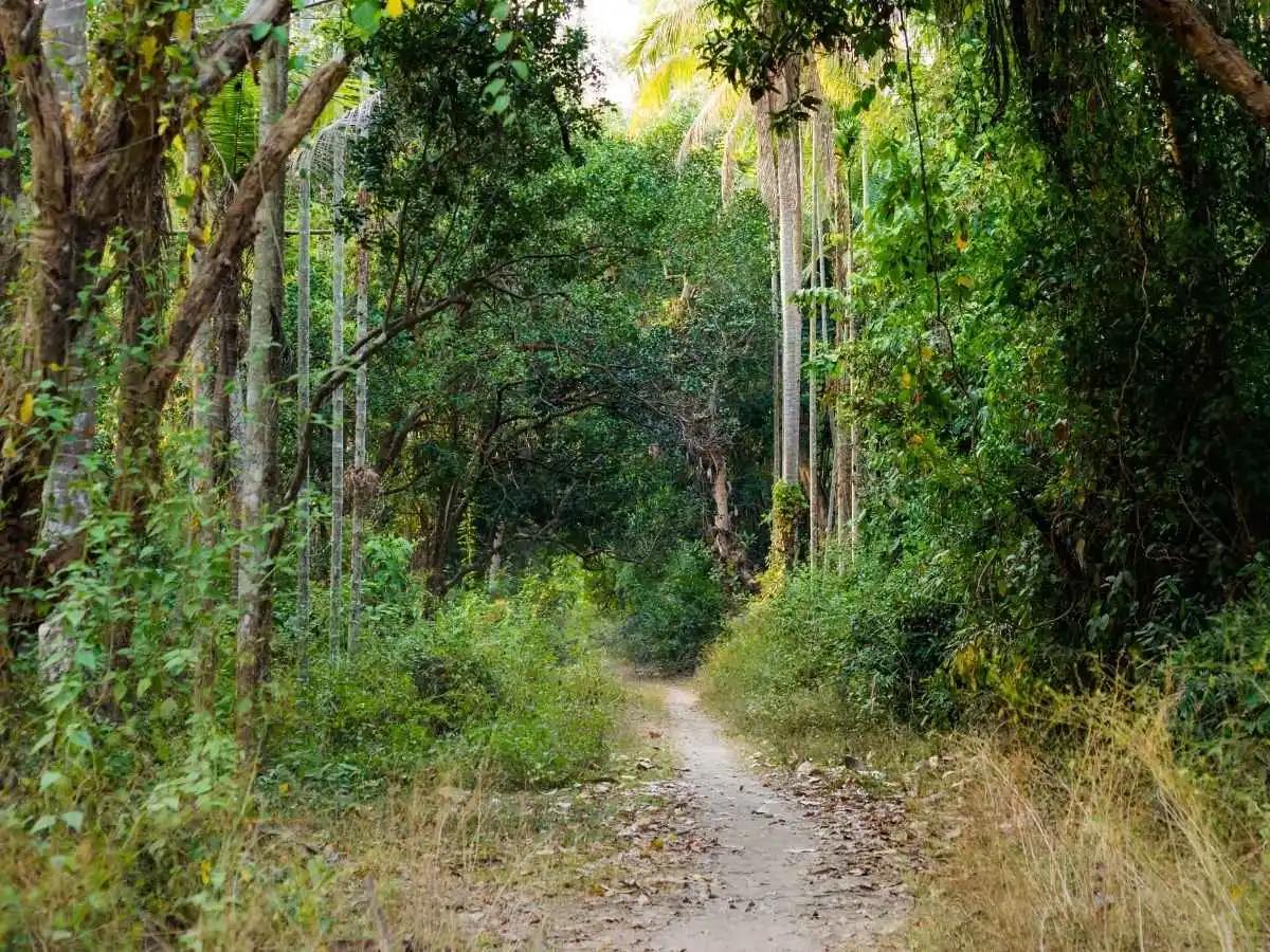 Cycle through the rice fields of Don Khone