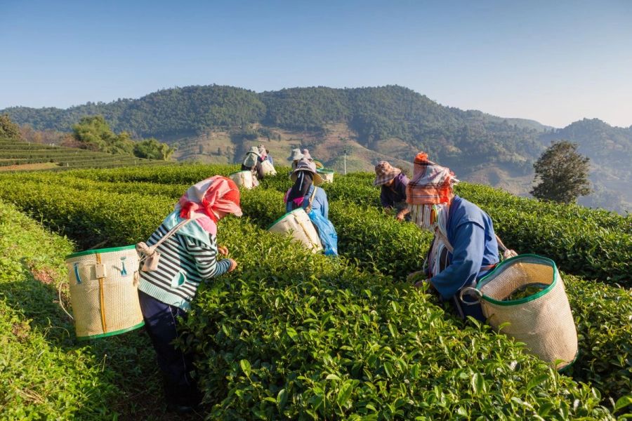 sweeping green tea plantations sri lanka