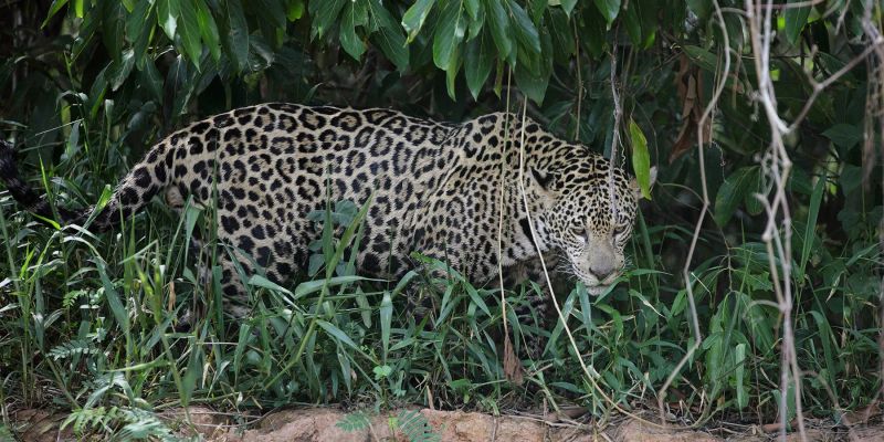 Brazil – Pantanal Explorer