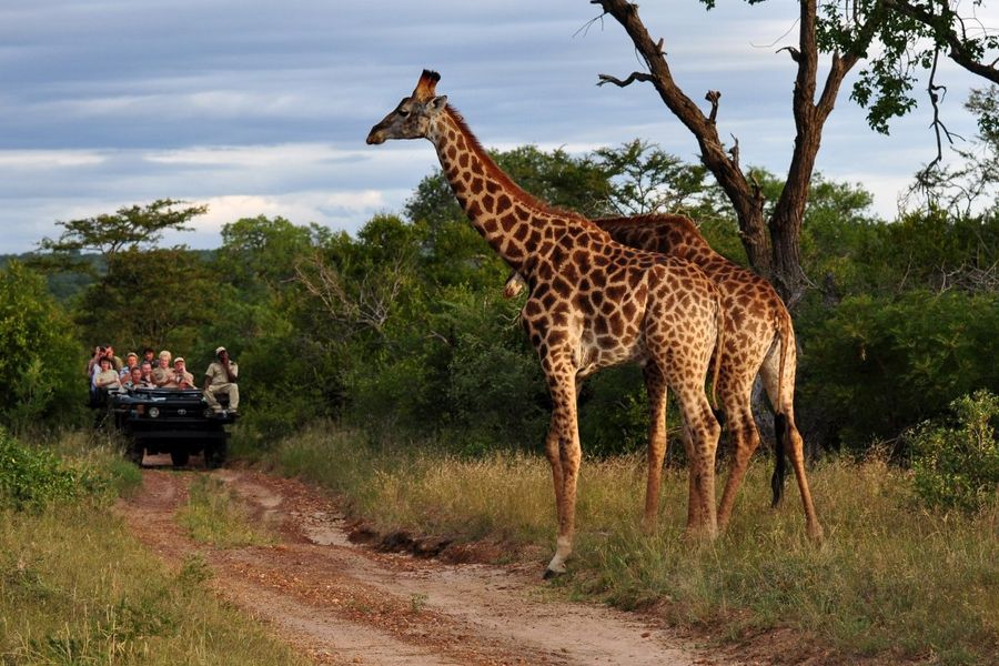 Eswatini Safari